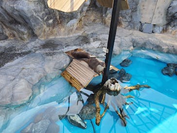 大分マリーンパレス水族館 「うみたまご」に投稿された画像（2021/1/2）