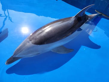 大分マリーンパレス水族館 「うみたまご」に投稿された画像（2021/1/2）