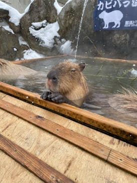 那須どうぶつ王国に投稿された画像（2021/1/2）