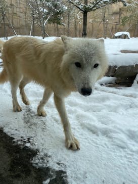 那須どうぶつ王国に投稿された画像（2021/1/2）