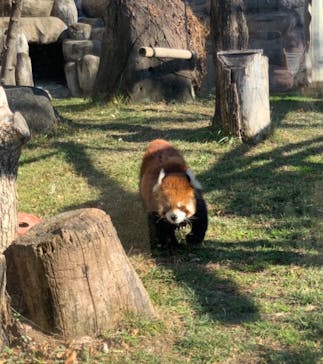 天王寺動物園に投稿された画像（2021/1/2）