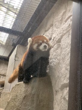 天王寺動物園に投稿された画像（2021/1/2）