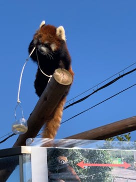 天王寺動物園に投稿された画像（2021/1/2）