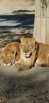 群馬サファリパークに投稿された画像（2021/1/2）