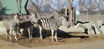 群馬サファリパークに投稿された画像（2021/1/2）