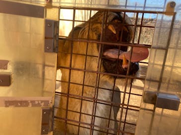 群馬サファリパークに投稿された画像（2021/1/2）