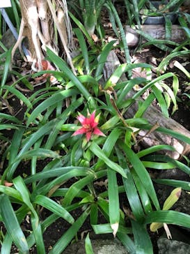 アロハガーデンたてやまに投稿された画像（2021/1/2）