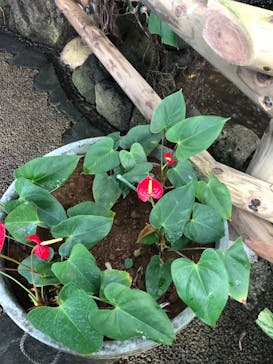 アロハガーデンたてやまに投稿された画像（2021/1/2）