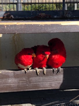 アロハガーデンたてやまに投稿された画像（2021/1/2）