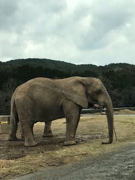 秋吉台自然動物公園 サファリランドに投稿された画像（2021/1/2）