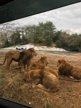 秋吉台自然動物公園 サファリランドに投稿された画像（2021/1/2）