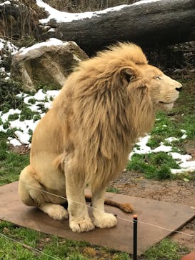 秋吉台自然動物公園 サファリランドに投稿された画像（2021/1/2）