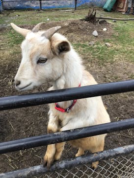 秋吉台自然動物公園 サファリランドに投稿された画像（2021/1/2）