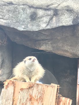 秋吉台自然動物公園 サファリランドに投稿された画像（2021/1/2）