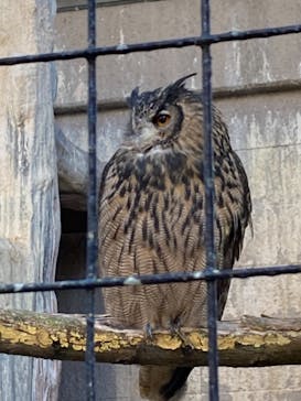 天王寺動物園に投稿された画像（2021/1/2）