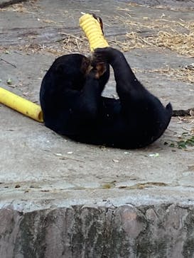 天王寺動物園に投稿された画像（2021/1/2）