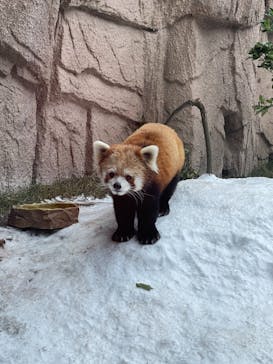 那須どうぶつ王国に投稿された画像（2021/1/2）