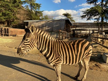 群馬サファリパークに投稿された画像（2021/1/2）