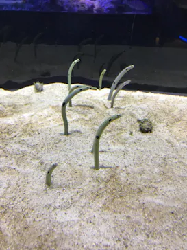 すみだ水族館に投稿された画像（2021/1/2）