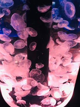 マクセル アクアパーク品川に投稿された画像（2021/1/2）