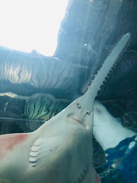 マクセル アクアパーク品川に投稿された画像（2021/1/2）