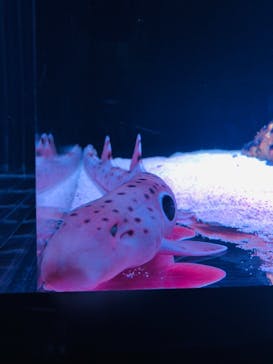 マクセル アクアパーク品川に投稿された画像（2021/1/2）