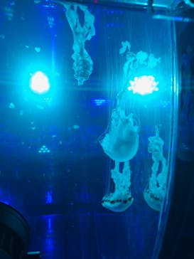 マクセル アクアパーク品川に投稿された画像（2021/1/2）