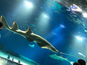 マクセル アクアパーク品川に投稿された画像（2021/1/2）