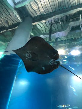 マクセル アクアパーク品川に投稿された画像（2021/1/2）