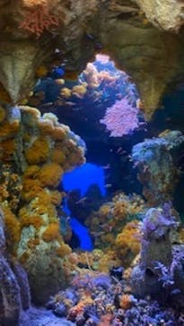 サンシャイン水族館に投稿された画像（2021/1/2）