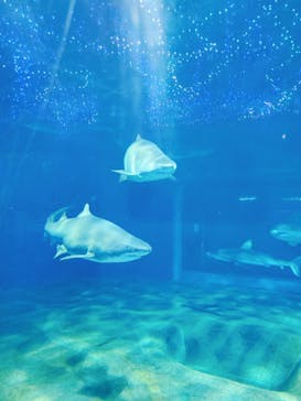 アクアワールド茨城県大洗水族館に投稿された画像（2021/1/2）