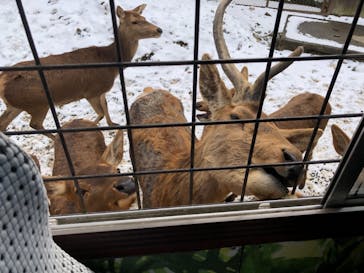 那須サファリパークに投稿された画像（2021/1/2）