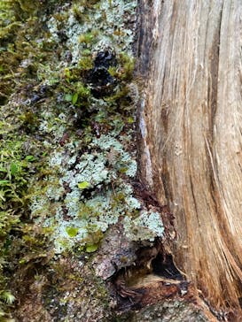 屋久島ガイド21EC-Kに投稿された画像（2021/1/2）