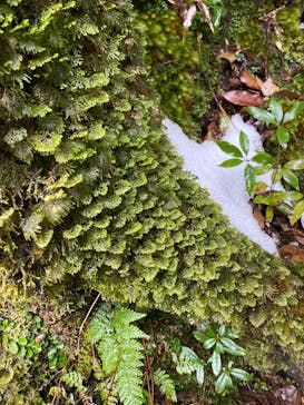 屋久島ガイド21EC-Kに投稿された画像（2021/1/2）