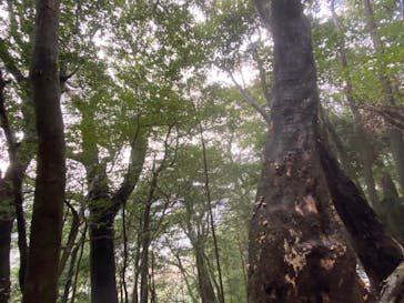 屋久島ガイド21EC-Kに投稿された画像（2021/1/2）