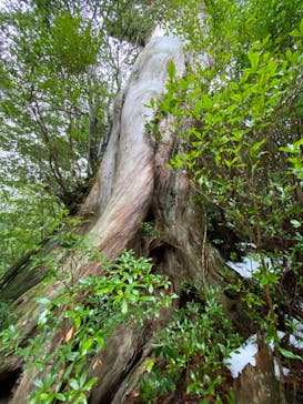 屋久島ガイド21EC-Kに投稿された画像（2021/1/2）