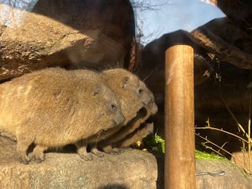 天王寺動物園に投稿された画像（2021/1/2）