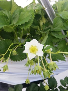 井上寅雄農園に投稿された画像（2021/1/2）