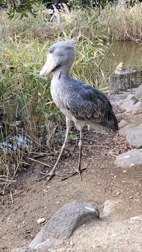 神戸どうぶつ王国に投稿された画像（2021/1/2）