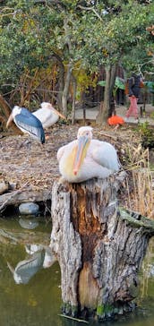 神戸どうぶつ王国に投稿された画像（2021/1/2）