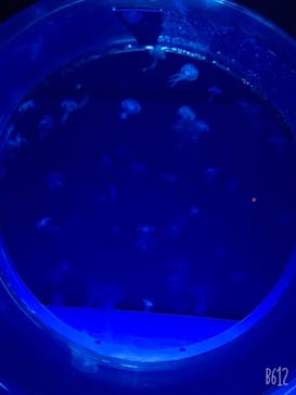 アクアワールド茨城県大洗水族館に投稿された画像（2021/1/2）