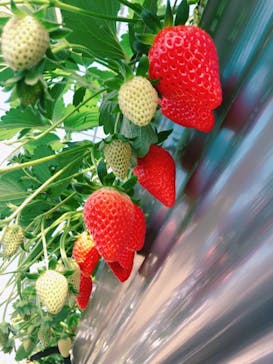 いのさんの観光農園に投稿された画像（2021/1/2）