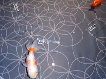 すみだ水族館に投稿された画像（2021/1/2）