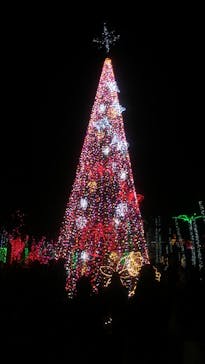 美らヤシパークオキナワ・東南植物楽園に投稿された画像（2021/1/2）