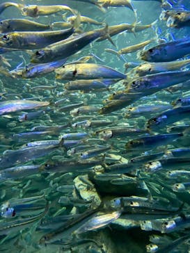 サンシャイン水族館に投稿された画像（2021/1/2）