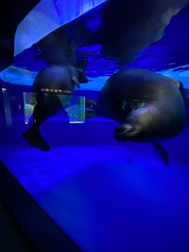 サンシャイン水族館に投稿された画像（2021/1/2）