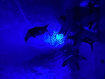 サンシャイン水族館に投稿された画像（2021/1/2）
