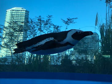 サンシャイン水族館に投稿された画像（2021/1/2）