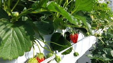 井上寅雄農園に投稿された画像（2021/1/2）