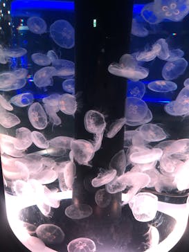 マクセル アクアパーク品川に投稿された画像（2021/1/3）